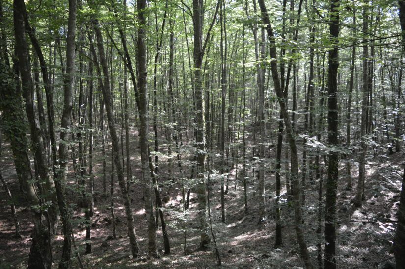 visitar la fageda olot