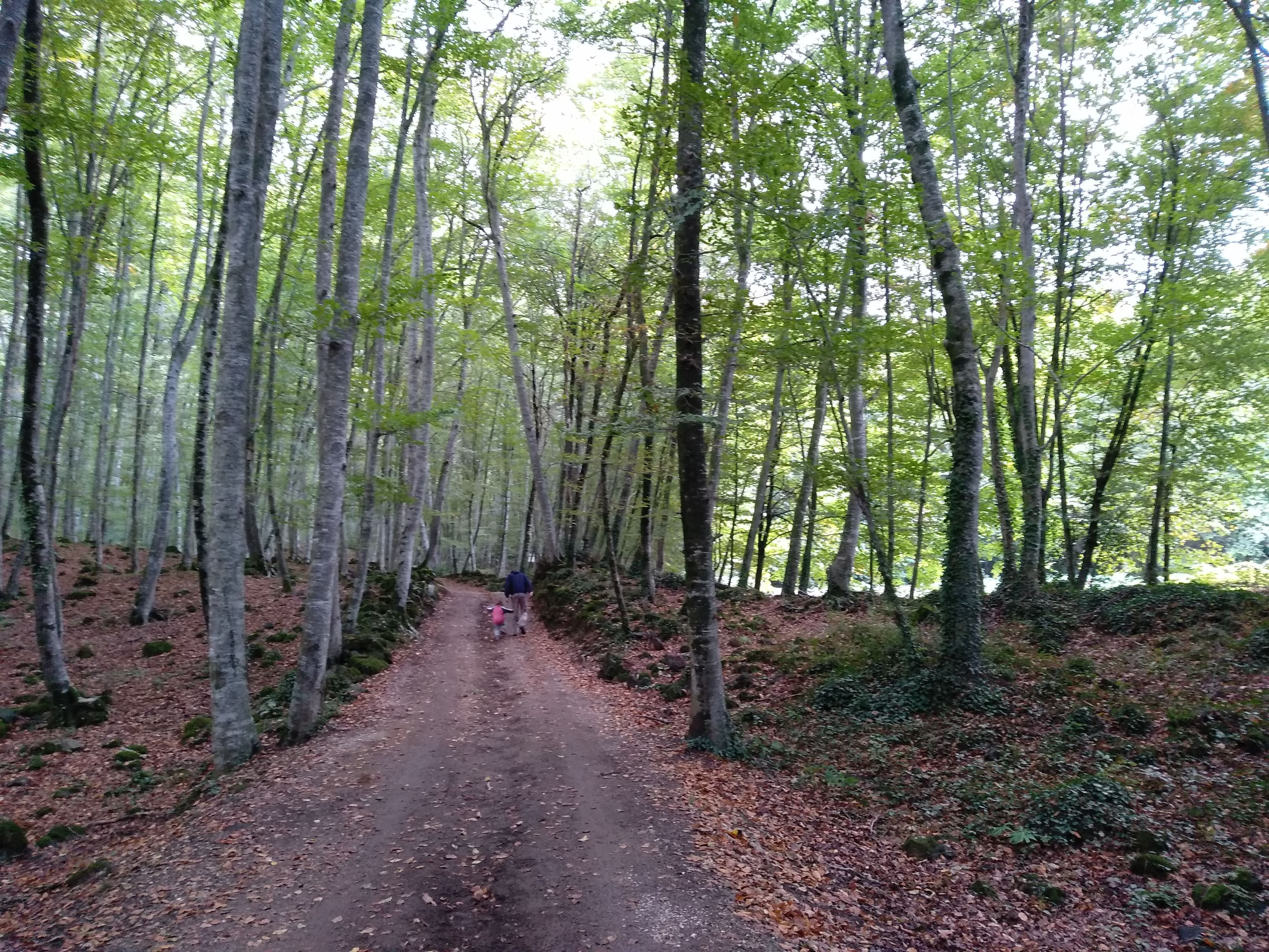 Fotografía descriptiva de La Tardor A La Fageda D’en Jorda En La Garrotxa Lava Parc utilizada para complementar el contenido de la página; identificador interno 1613 con referencia db139f.