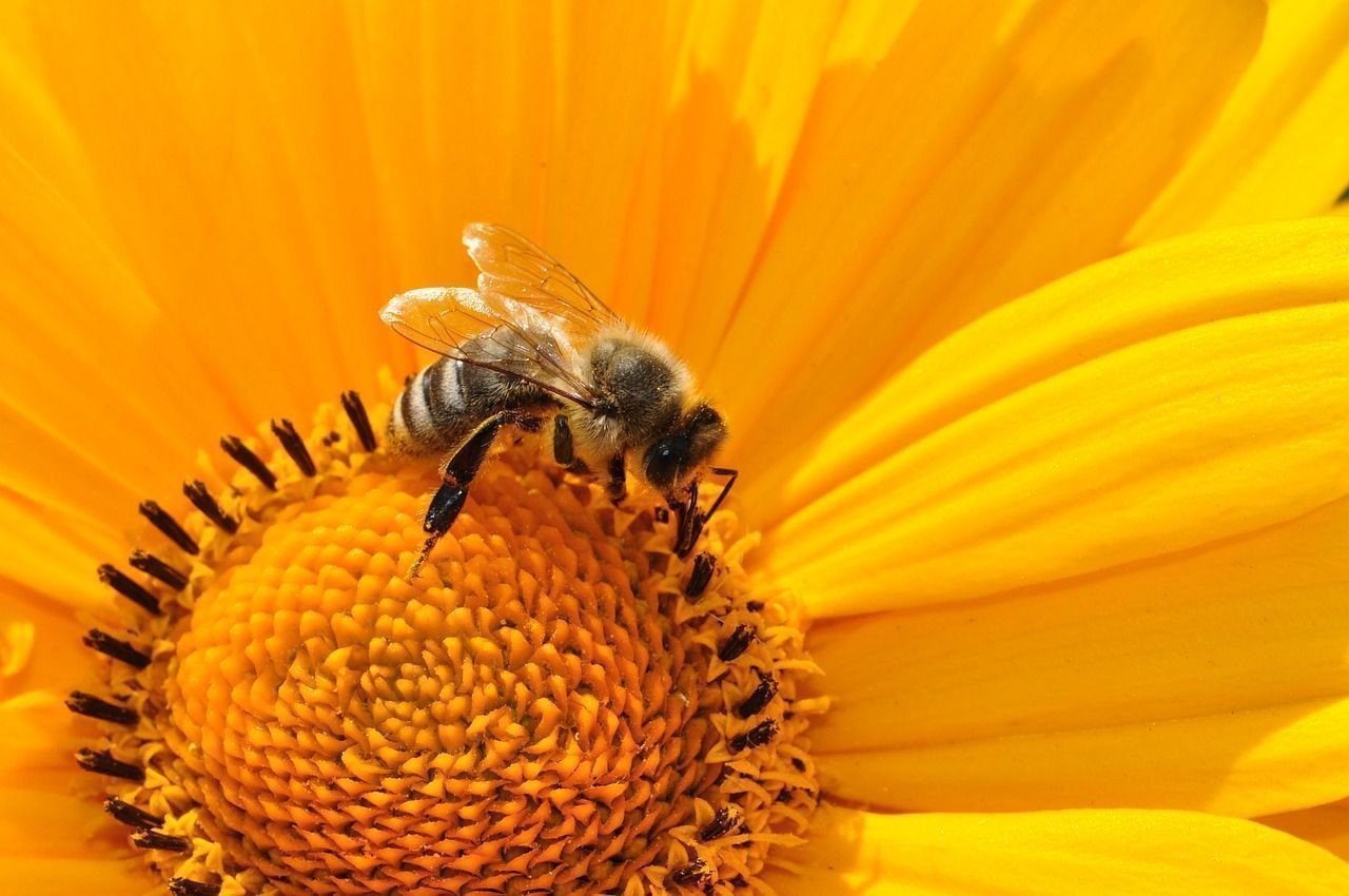 Imagen ilustrativa relacionada con Bee 170551 1280, generada automáticamente como recurso visual de apoyo (ID 1485, código aeb172).