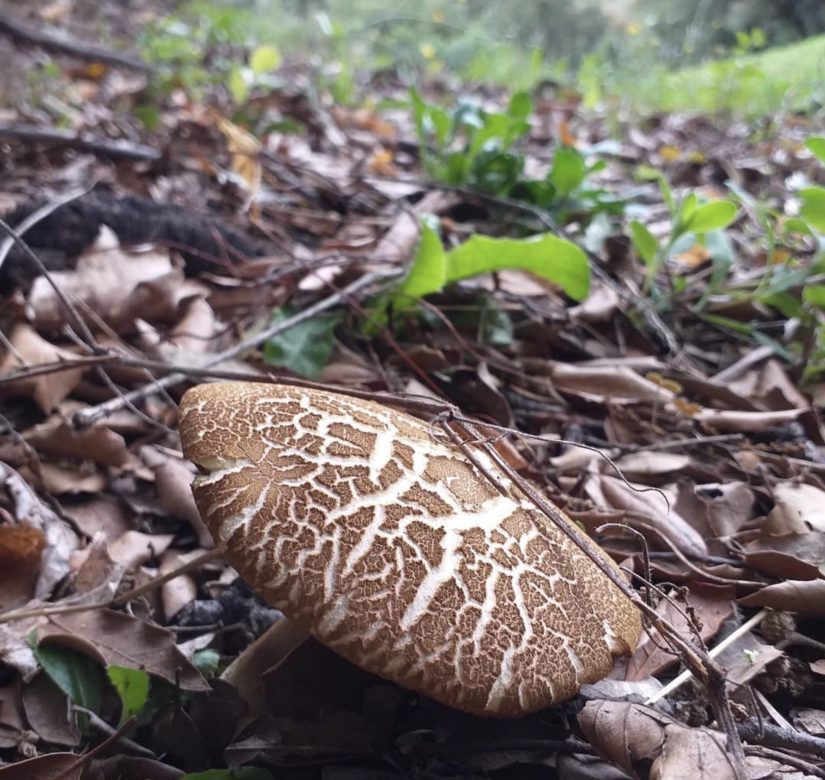 Collir bolets a la Garrotxa