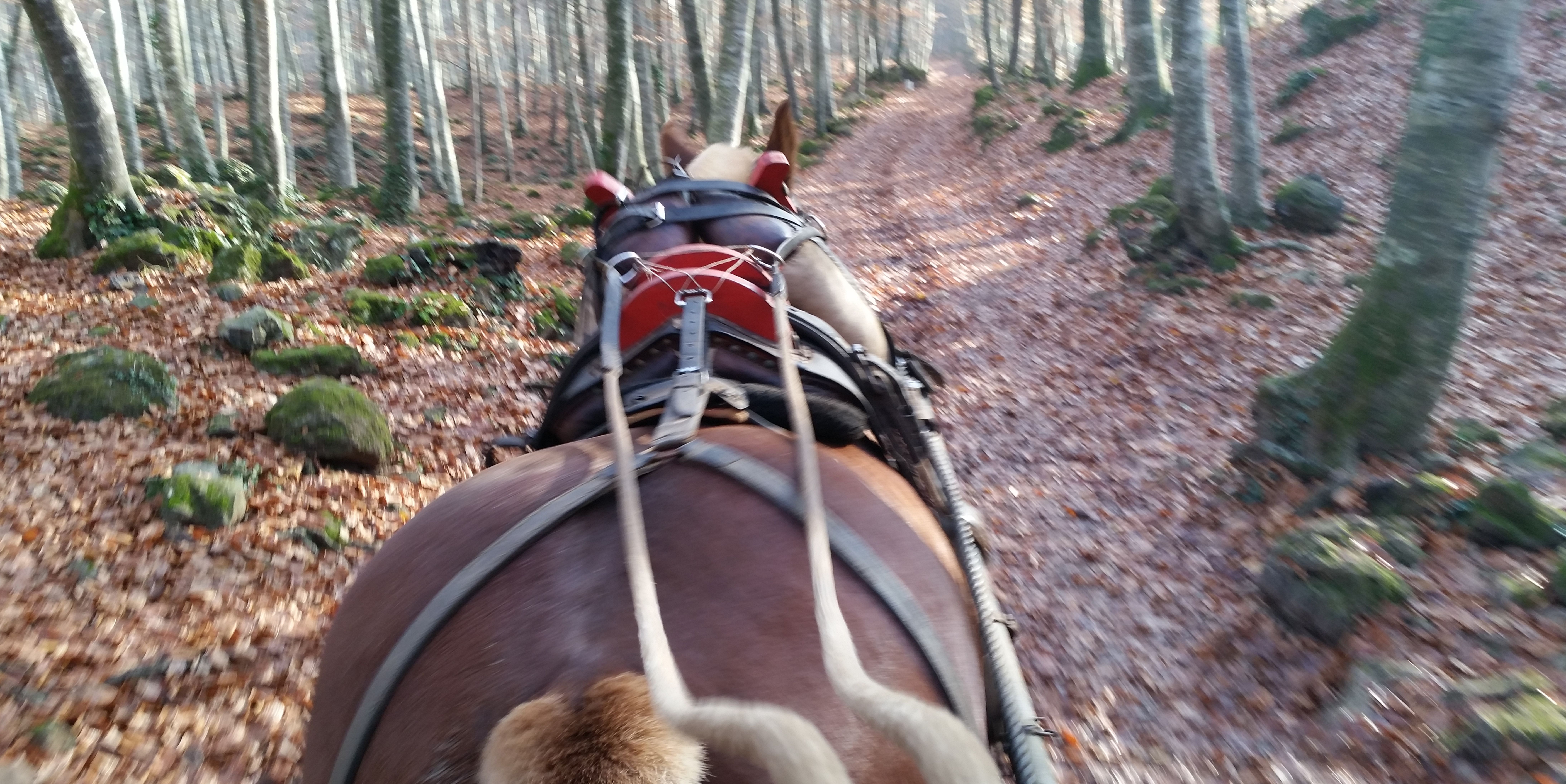 Vista previa de Carros Fageda, creada como descripción extendida del recurso de medios; adjunto 967, token 1d7b5a.