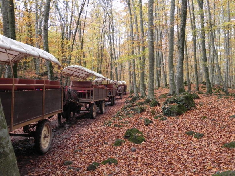 la Fageda d'en Jordà