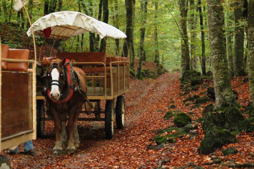 carros la fageda d'en jorda
