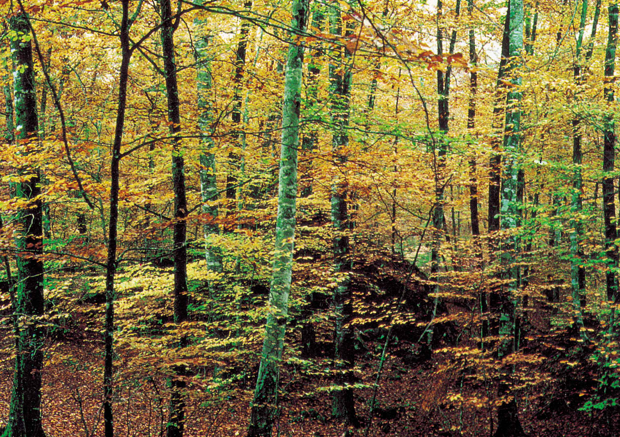 Fotografía descriptiva de La Fageda D En Jorda El Bosque Más Bonito De Toda Cataluña utilizada para complementar el contenido de la página; identificador interno 1606 con referencia e59bc1.