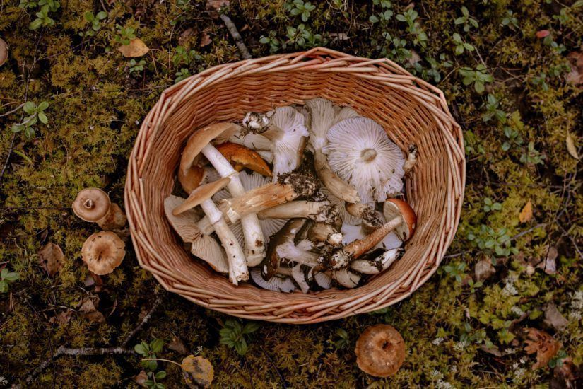 Collir bolets a la Garrotxa